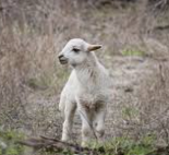 The Lost Sheep